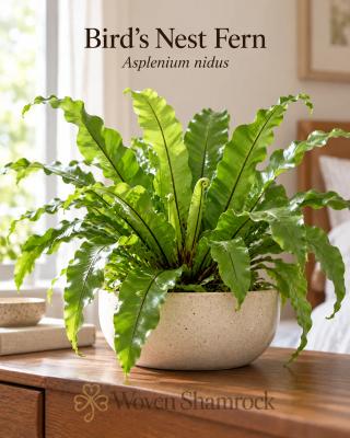 Bird’s Nest Fern