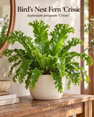 Bird’s Nest Fern ‘Crissie’